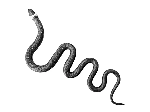 Serpente em um fundo branco — Fotografia de Stock