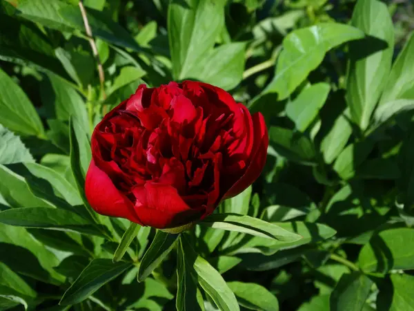 Peonía roja en el jardín — Foto de Stock