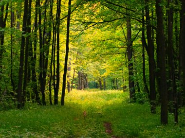 Yaz aylarında Forest Grove