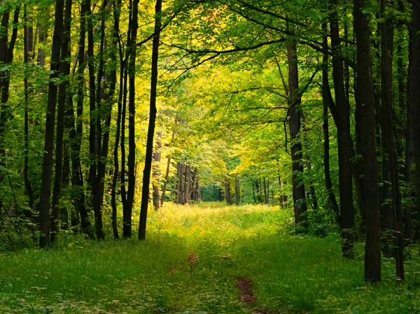 Yaz aylarında Forest Grove