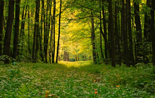 Waldhain im Sommer — Stockfoto