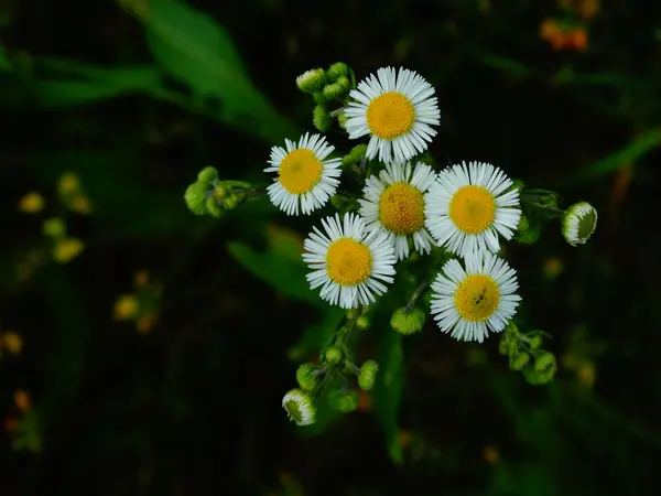 ดอกเดซี่สีขาวในทุ่งนา — ภาพถ่ายสต็อก