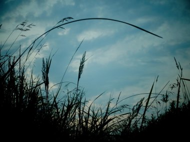 gün batımında çimen