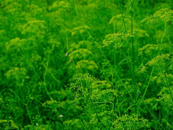 Dill in the garden — Stock Photo, Image