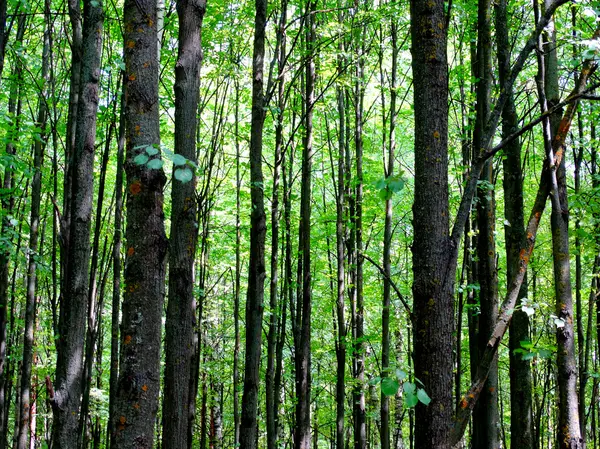 夏季的阿斯彭森林 — 图库照片