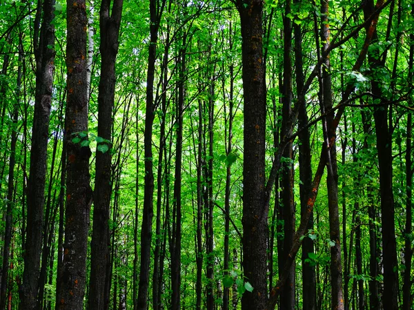 Aspen bos in de zomer — Stockfoto