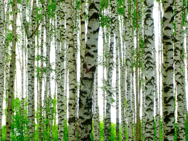 夏天的桦树林 — 图库照片