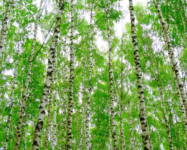 Berkenbos in de zomer — Stockfoto