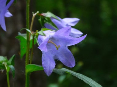 Çiçek açan bluebell persicifolia