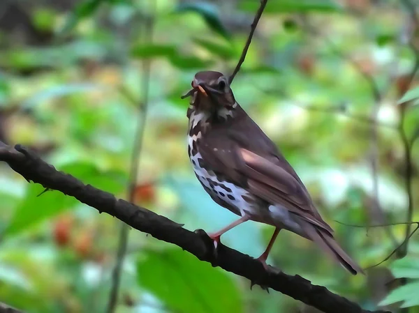 Vogel spruw Kramsvogel — Stockfoto