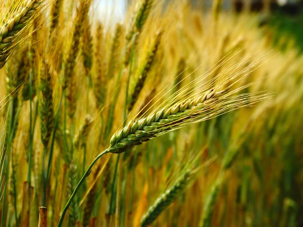 밭에서 수확하는 밀 — 스톡 사진