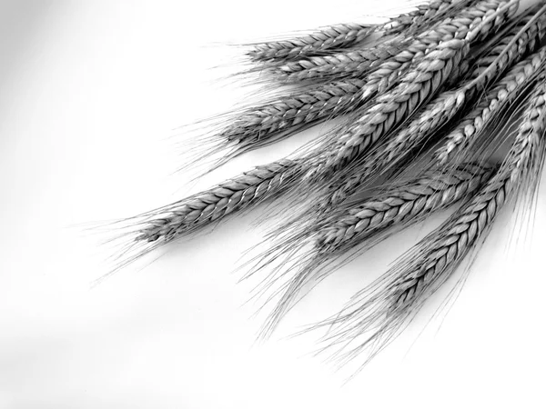 Cosecha de trigo en el campo — Foto de Stock