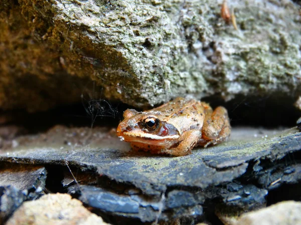 Small Frog on the rocks — Stock Photo, Image