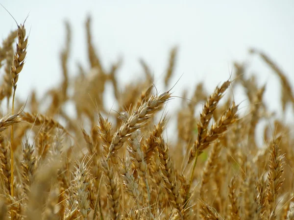 Récolte de blé sur le champ — Photo
