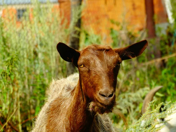 Goat Visit meadows — Stock Photo, Image