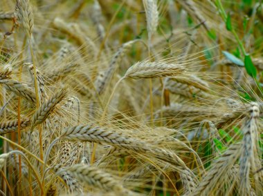 Tarlada buğday hasadı