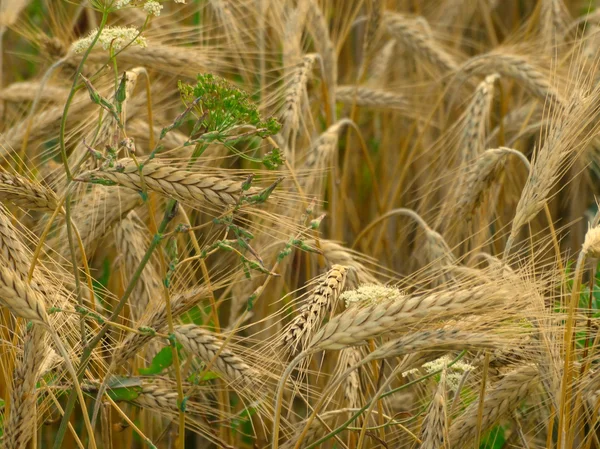 田里的小麦收获 — 图库照片