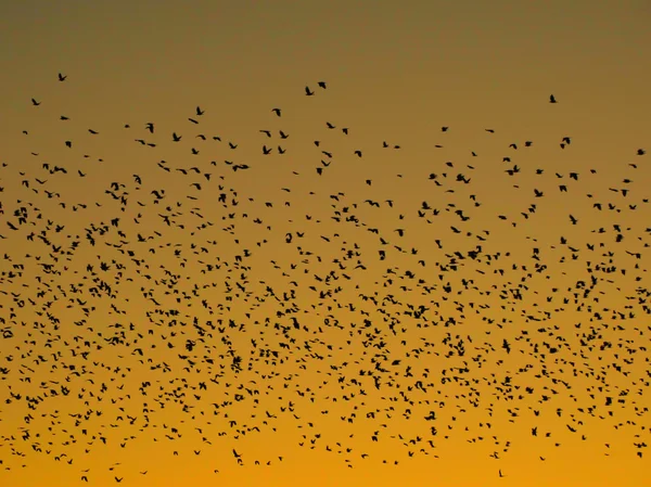 Troupeau d'oiseaux dans le ciel — Photo