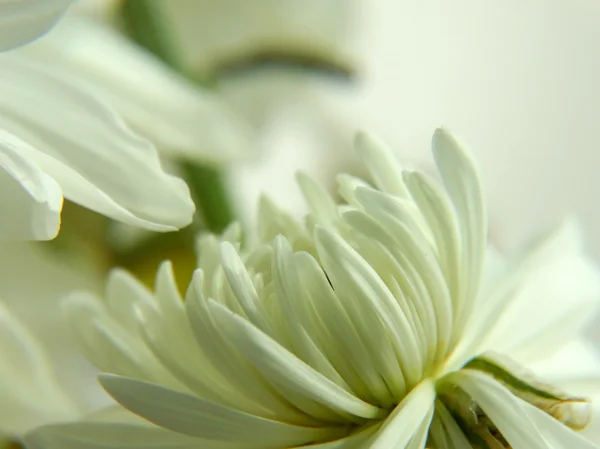 テーブルの上の白い菊 — ストック写真