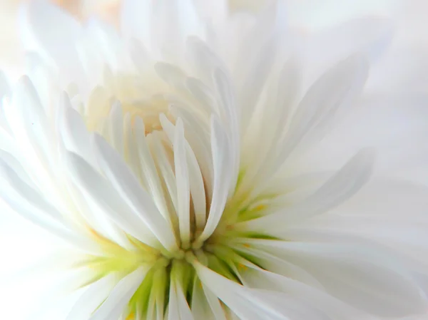 White chrysanthemums on the table — Stock Photo, Image