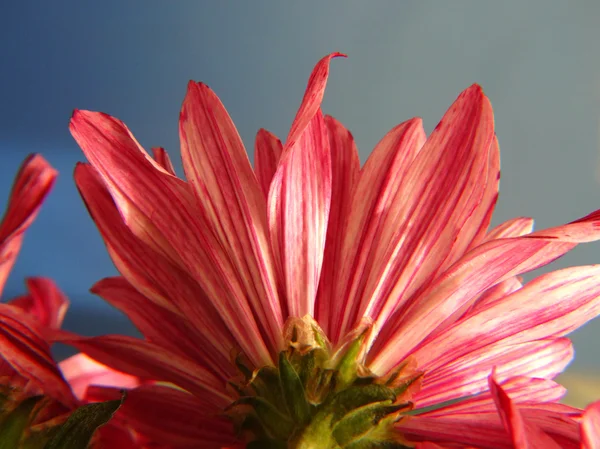 テーブルの上の紅菊 — ストック写真