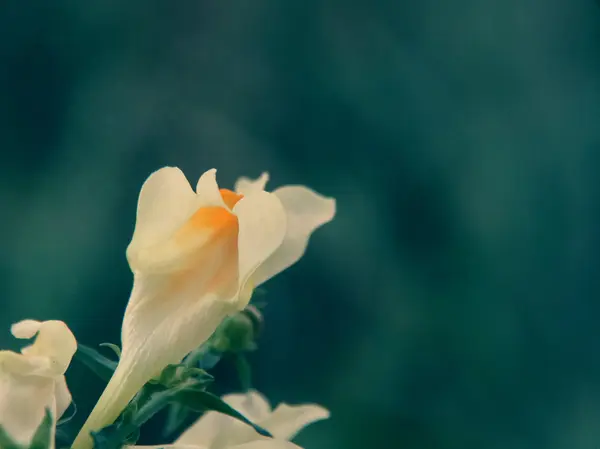 Φθινοπωρινό λουλούδι στον κήπο — Φωτογραφία Αρχείου