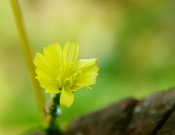 Autumn flower in the garden — Stock Photo, Image