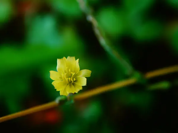 Autumn flower in the garden — Stock Photo, Image