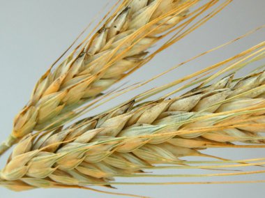 Tarlada buğday hasadı