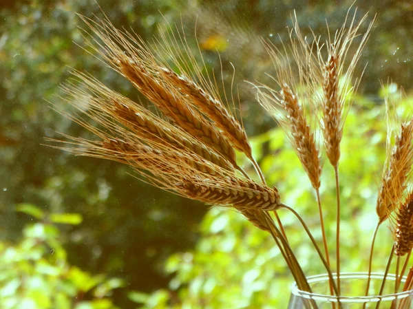 Spike dalam vas — Stok Foto