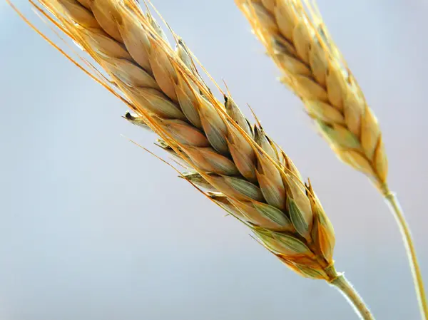田里的小麦收获 — 图库照片
