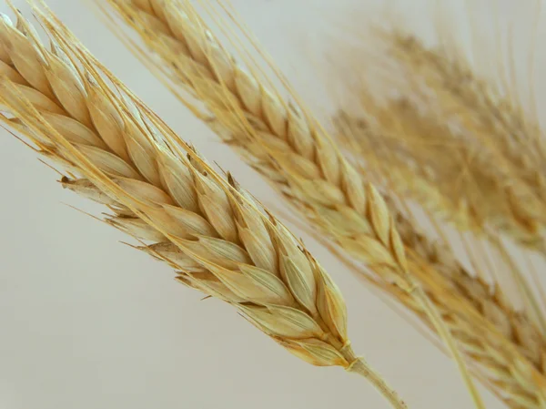 Cosecha de trigo en el campo — Foto de Stock