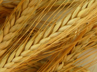 Tarlada buğday hasadı