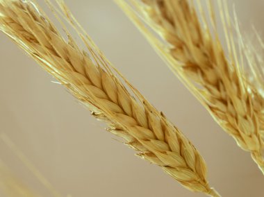 Tarlada buğday hasadı