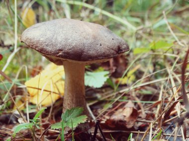 Sonbahar ormanındaki mantarlar