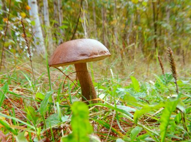 Sonbahar ormanındaki mantarlar