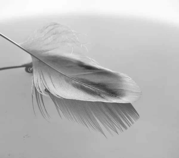 Feather on the water — Stock Photo, Image