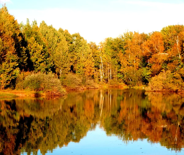 Foresta d'acero sulla riva del fiume — Foto Stock