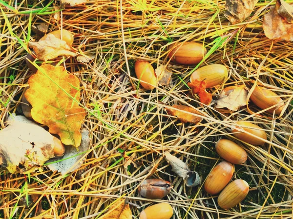 Eicheln im Wald — Stockfoto