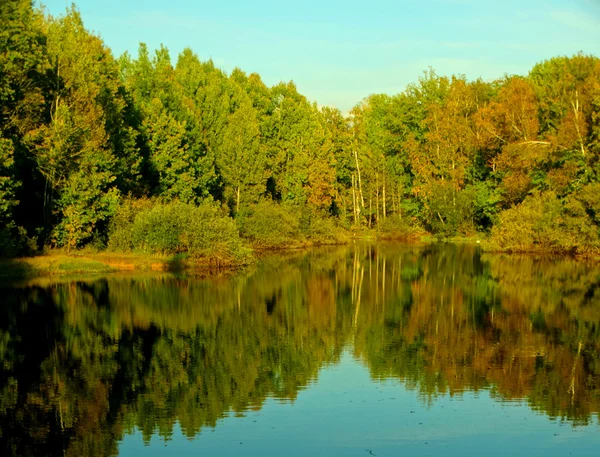 Klon lasu nad brzegiem rzeki — Zdjęcie stockowe