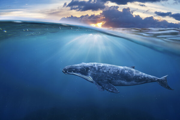 Ballena en medio aire — Foto de Stock
