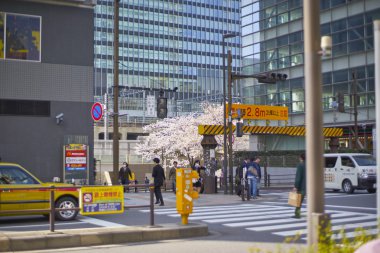 Akihabara sezonunda kiraz çiçeği