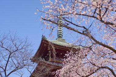Ueno Park kiraz çiçeği
