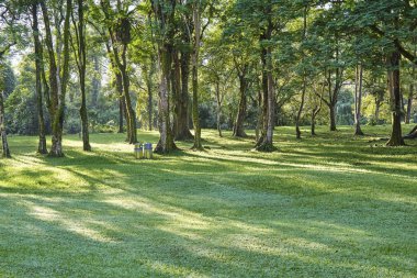 Satır parkta ağaçların