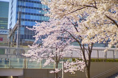 Akihabara sezonunda kiraz çiçeği