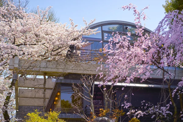 Flor de cereja em Ueno Park — Fotografia de Stock