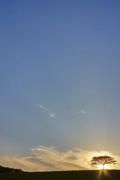 Zonsondergang Boom silhouet — Stockfoto