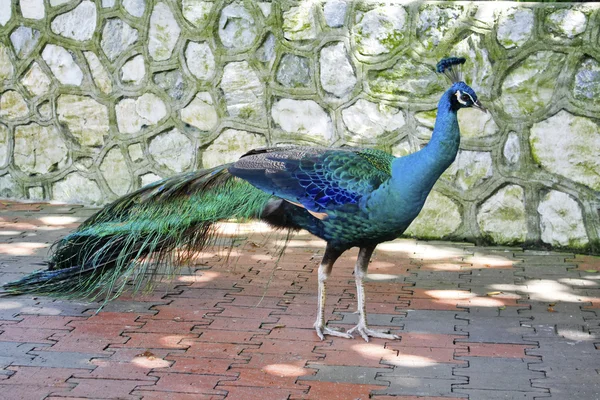 Beautiful male peacock — Stock Photo, Image