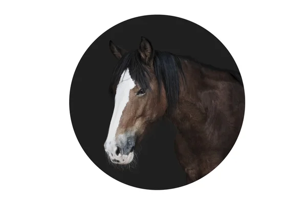 Темная лошадка — стоковое фото
