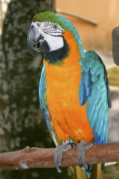 Colorful parrot bird — Stock Photo, Image